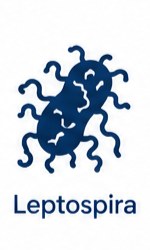 Leptospira Icon
